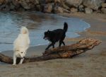 michelangela_maremmano_spiaggia