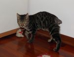 micio_senzacoda1