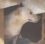 molla