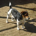 oreste_muratella1