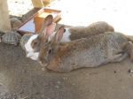 oscar_fluffy_e_martina