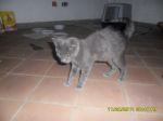 pennygiotto1