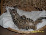 pennygiotto2