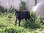 roxie1