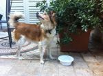 stellina1