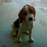 trovata_cucciola_beagle_muratella1
