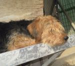 yorky_2_rifugio_di_lanuvio_copy