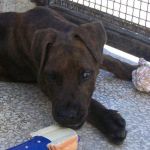 zeus_1_bergamo-