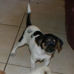 Cuccioli_Zeta_10.8.2011_4