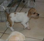 Cuccioli_Zeta_10.8.2011_6