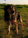 ZORRO_12_x_cucciol