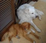 zeffiro-massimo-e-simonetta3
