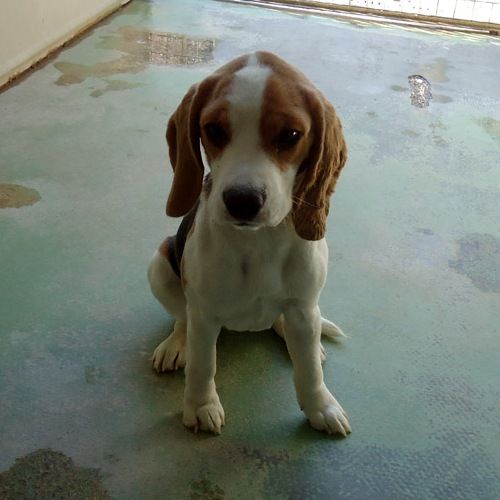 trovata_cucciola_beagle_muratella