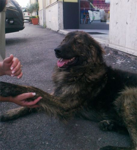 trovato_anagni