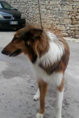 tyro_rifugio_san_rocco