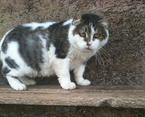 tyson