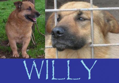 willy