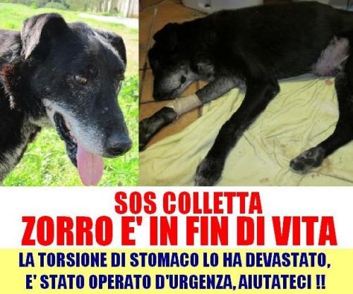 zorro_SOS_COLLETTA