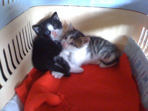 10gattini1