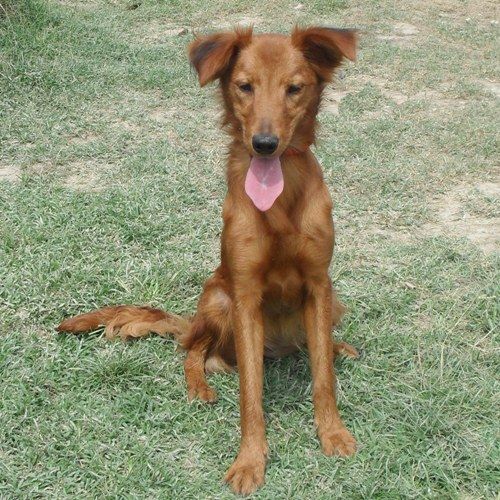 1163-12_canile-muratella