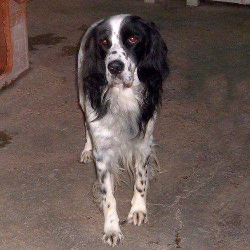 1705-12_canile-muratella