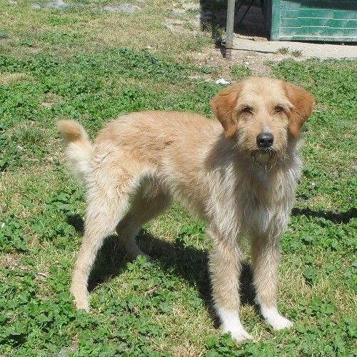368-12-canile-muratella