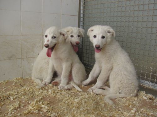 3maremmanini