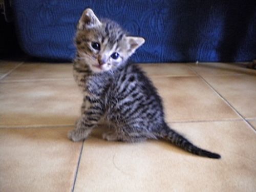 3micini