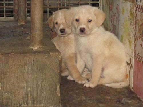 6cuccioli