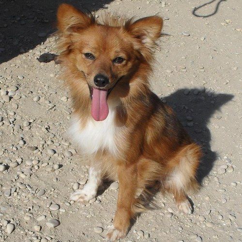 707-12_canile-muratella_1