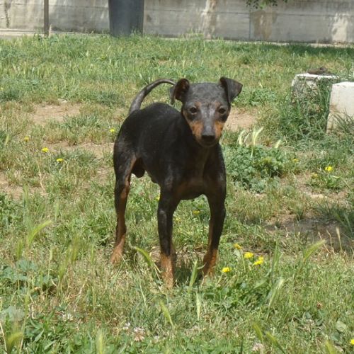 739-12_canile-muratella