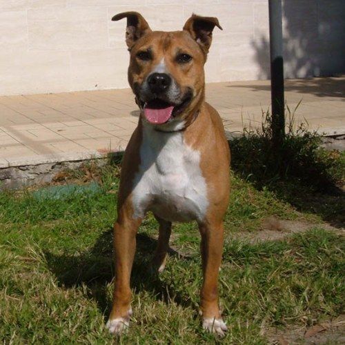 988-07_canile-muratella