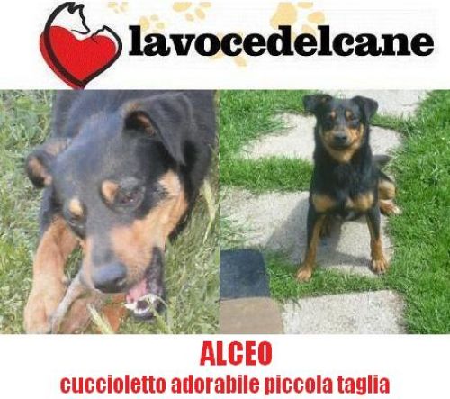 ALCEO_APPELLO_copy_copy