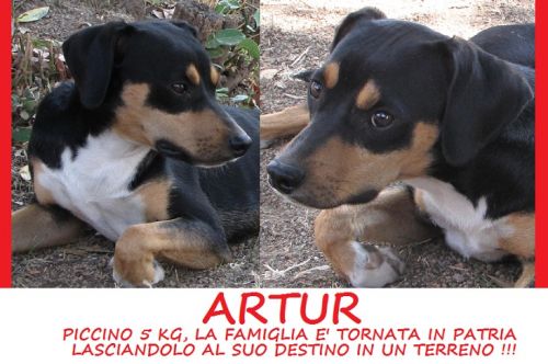 ARTUR_PICCINO_5_KG