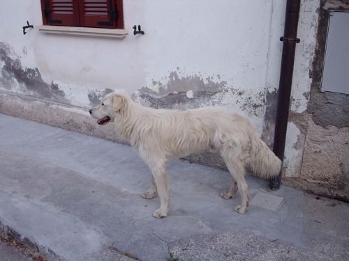 Amelio_cp_agosto12