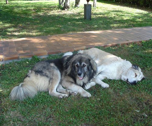 Apollo-Diana-e-Valentina