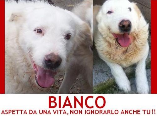 BIANCO_cucciolissimi