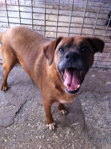 Bruce_boxer_683278