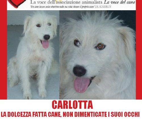 CARLOTTA_APPELLO_copy