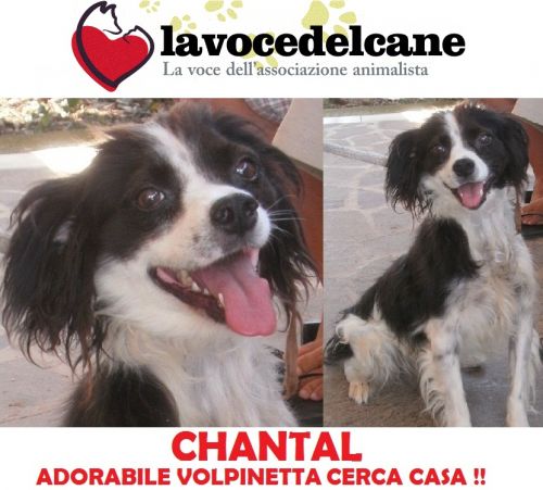 CHANTAL_APPELLO_CUCCIOLISSIMI