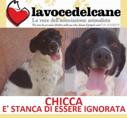 CHICCA_copy