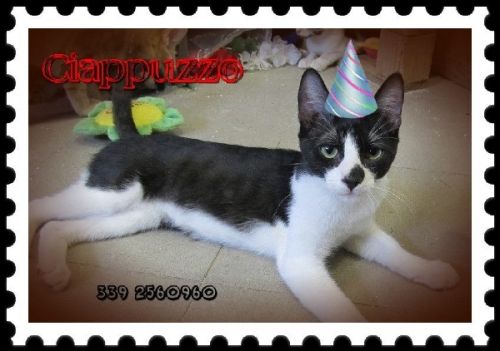 CIAPPUZZO