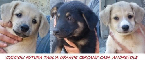 CUCCIOLI_LAZIO_copy_copy_copy