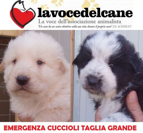 CUCCIOLI_TG_GRANDE