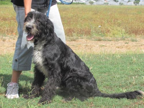 Chicco