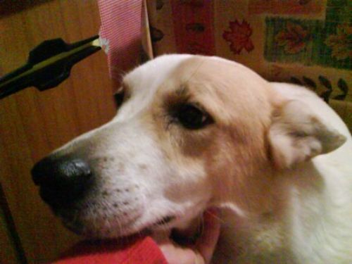 Cucciolone_na