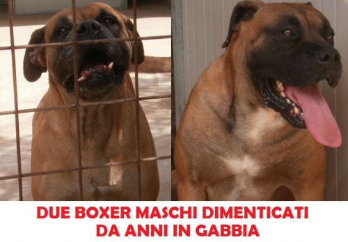 DUE_BOXER