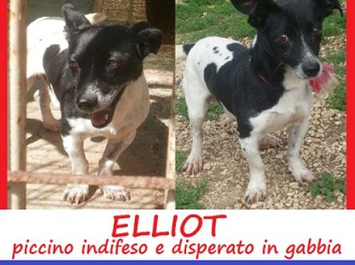 ELLIOT_facebook_piccola_2_copy