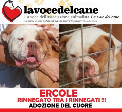 ERCOLE_APPELLO