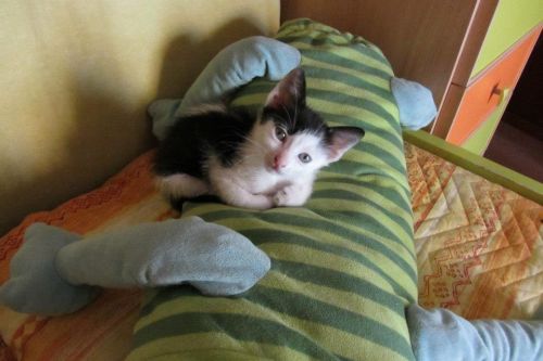 FIGARO